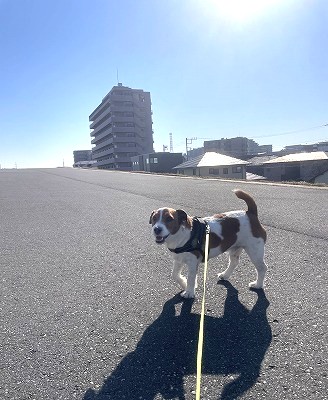お散歩中毒🐕🌿