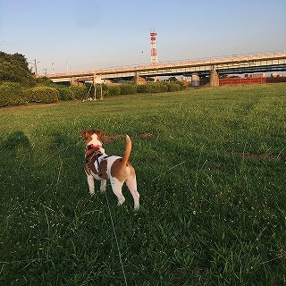 お散歩日記♪